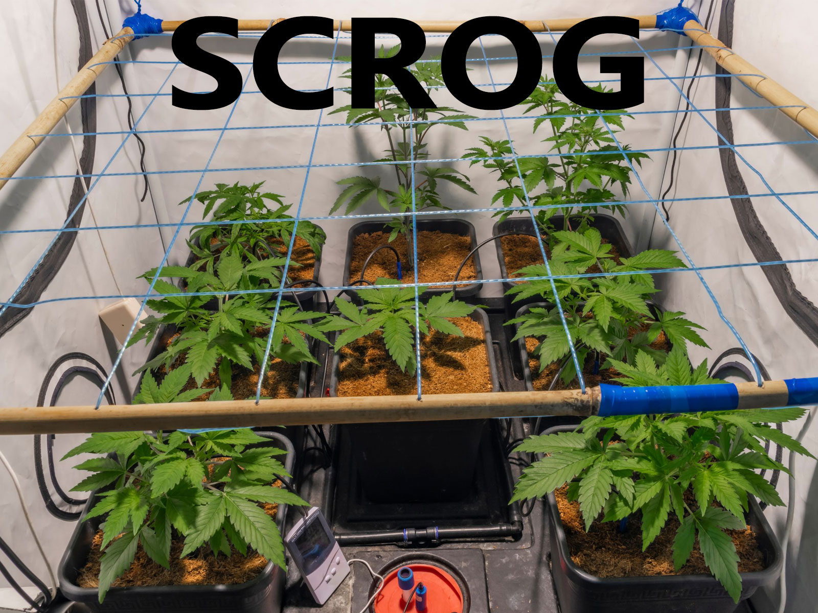 SCROG kultivační technika konopí